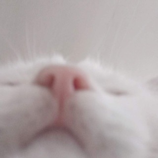 Telegram Channel logo stixisia. Free Telegram Channel Analytics