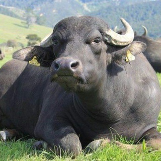 Логотип Телеграм канала جناب گاو. Бесплатная аналитика Telegram каналов