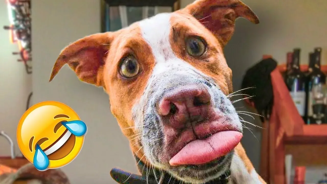 Telegram Channel logo id7725322103_biz. Free Telegram Channel Analytics