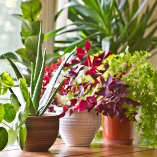 Логотип Телеграм канала homeeplants. Бесплатная аналитика Telegram каналов