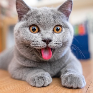 Логотип Телеграм канала +nMVpSeM0UdgzMjVi. Бесплатная аналитика Telegram каналов