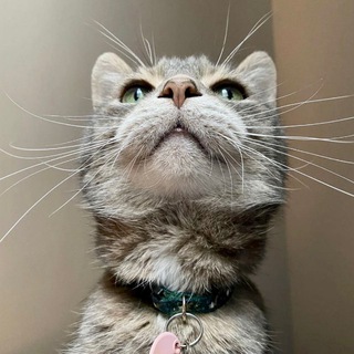 Telegram Channel logo whiskerspawstail. Free Telegram Channel Analytics