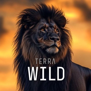 Telegram Channel logo +3Y7bDBYLGe04ZDdi. Free Telegram Channel Analytics