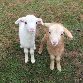 Логотип Телеграм канала che_russian. Бесплатная аналитика Telegram каналов