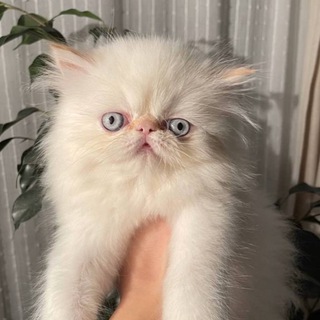 Telegram Channel logo korobkaskotami333. Free Telegram Channel Analytics