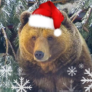 Логотип Телеграм канала 🐻Медведь Мансур. Бесплатная аналитика Telegram каналов