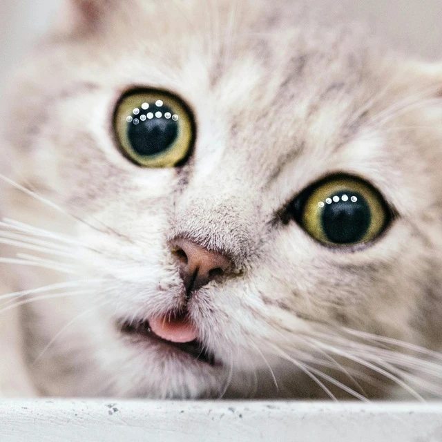 Telegram Channel logo catshef. Free Telegram Channel Analytics