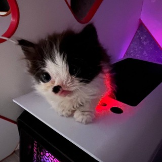 Логотип Телеграм канала boxed_kitten. Бесплатная аналитика Telegram каналов