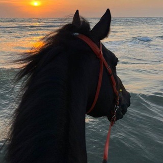 Логотип Телеграм канала . Бесплатная аналитика Telegram каналов