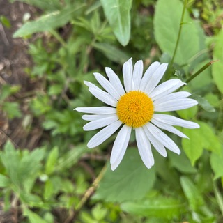 Telegram Channel logo samaratltlovestory. Free Telegram Channel Analytics