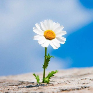 Telegram Channel logo man_ki_baat_quotes_status. Free Telegram Channel Analytics