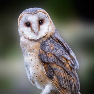 Логотип Телеграм канала owls_life. Бесплатная аналитика Telegram каналов
