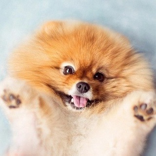 Telegram Channel logo KroshkaSpitz. Free Telegram Channel Analytics