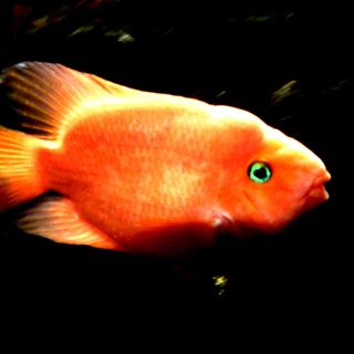 Логотип Телеграм канала VoicePower. Бесплатная аналитика Telegram каналов