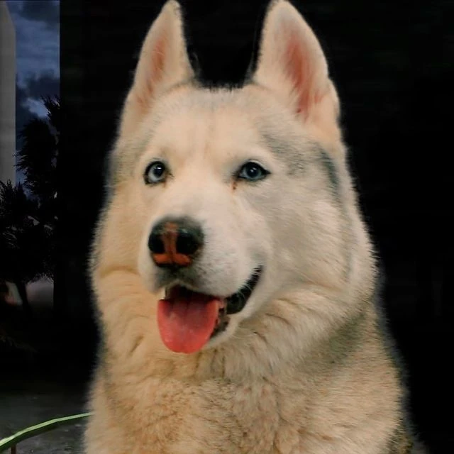 Telegram Channel logo husky_bandit. Free Telegram Channel Analytics