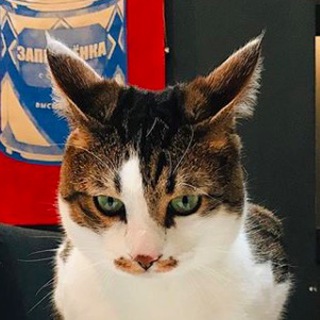 Логотип Телеграм канала Погладь кота. Бесплатная аналитика Telegram каналов