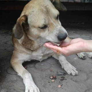 Telegram Channel logo zoopoisk. Free Telegram Channel Analytics