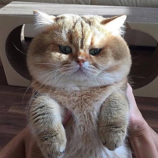 Telegram Channel logo kotysobakizhivotnye. Free Telegram Channel Analytics