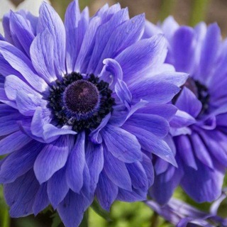 Логотип Телеграм канала Семена уруглар 946301137👍. Бесплатная аналитика Telegram каналов