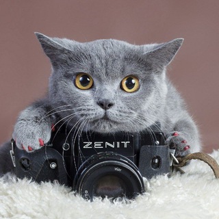 Telegram Channel logo pets_massovki. Free Telegram Channel Analytics