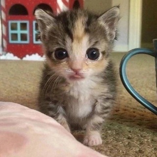 Логотип Телеграм канала r/pics. Бесплатная аналитика Telegram каналов