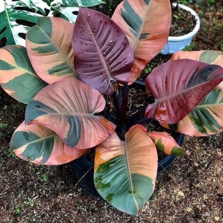 Telegram Channel logo komn_cvety. Free Telegram Channel Analytics