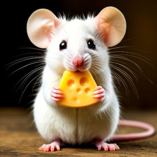 Telegram Channel logo cheezzzzzi. Free Telegram Channel Analytics