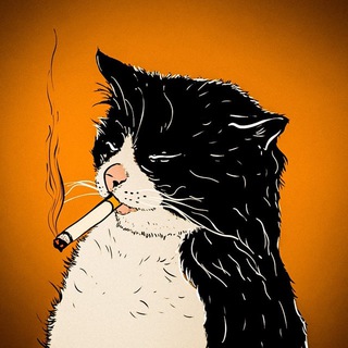 Логотип Телеграм канала kotyara_v_telegrame. Бесплатная аналитика Telegram каналов