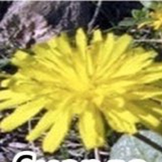 Логотип Телеграм канала murex77. Бесплатная аналитика Telegram каналов