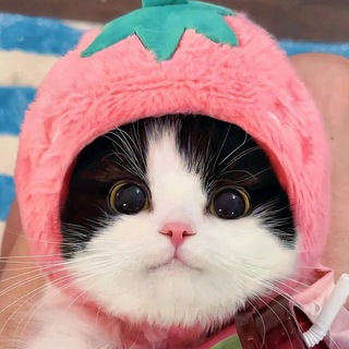 Логотип Телеграм канала memy_s_kotikamy. Бесплатная аналитика Telegram каналов