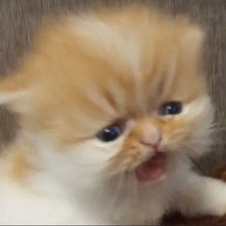 Логотип Телеграм канала andflame. Бесплатная аналитика Telegram каналов