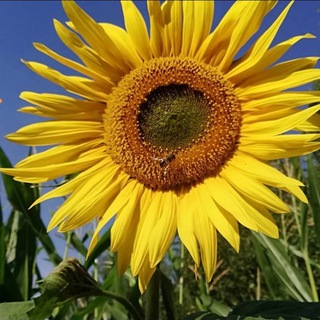 Логотип Телеграм канала Я здоров(а)!. Бесплатная аналитика Telegram каналов