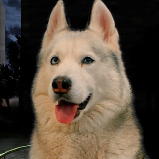 Логотип Телеграм канала husky_bandit. Бесплатная аналитика Telegram каналов