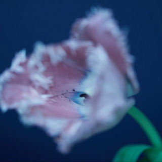 Логотип Телеграм канала . Бесплатная аналитика Telegram каналов