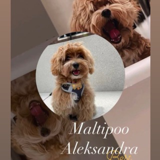 Логотип Телеграм канала . Бесплатная аналитика Telegram каналов