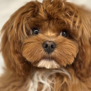 Логотип Телеграм канала . Бесплатная аналитика Telegram каналов