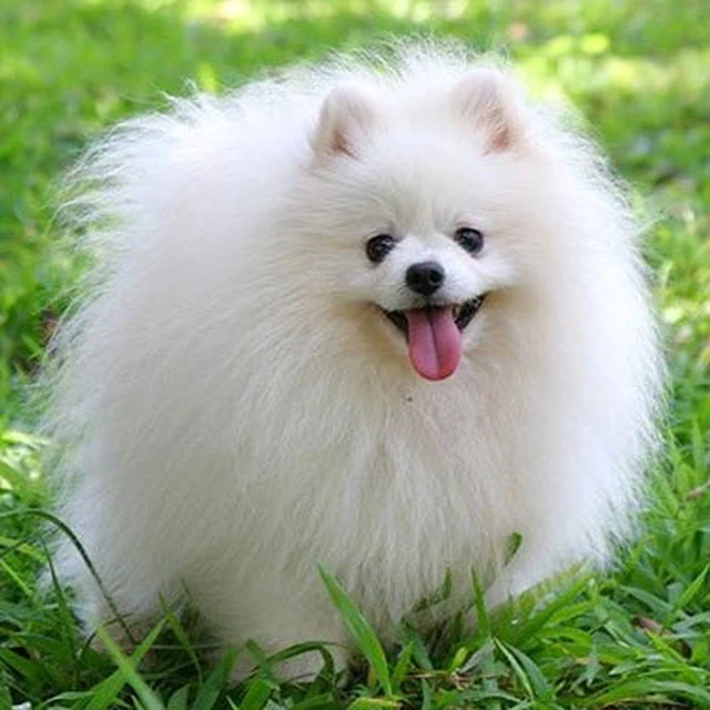 Логотип Телеграм канала politicsvk. Бесплатная аналитика Telegram каналов