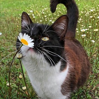 Логотип Телеграм канала . Бесплатная аналитика Telegram каналов