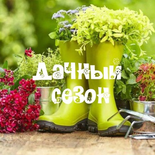 Telegram Channel logo dachniysezo. Free Telegram Channel Analytics