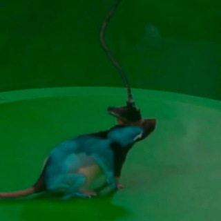 Telegram Channel logo . Free Telegram Channel Analytics