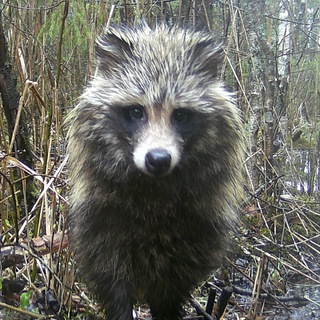 Telegram Channel logo animals_wildforest. Free Telegram Channel Analytics