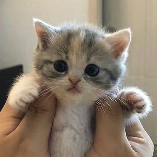 Логотип Телеграм канала сладкие пусечки. Бесплатная аналитика Telegram каналов