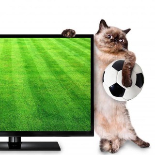 Логотип Телеграм канала champdamir. Бесплатная аналитика Telegram каналов