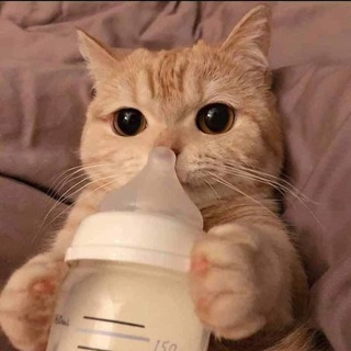 Логотип Телеграм канала فتاة اغسطس. Бесплатная аналитика Telegram каналов