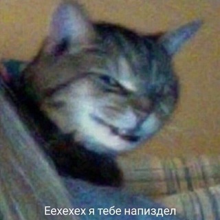 Логотип Телеграм канала СРУЩИЕ КОТЫ. Бесплатная аналитика Telegram каналов