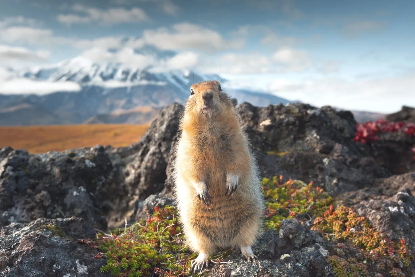 Telegram Channel logo kamchatkaregion41. Free Telegram Channel Analytics