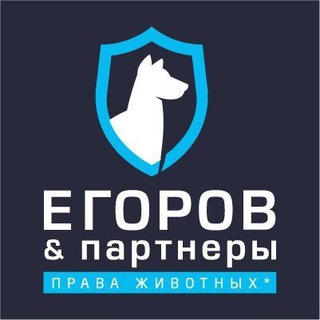 Telegram Channel logo egorov_partners. Free Telegram Channel Analytics
