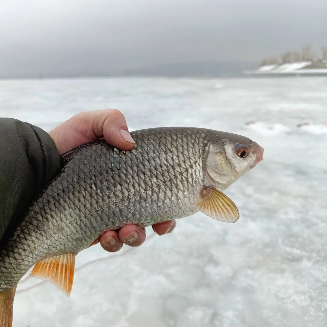 Логотип Телеграм канала sl_fishing. Бесплатная аналитика Telegram каналов