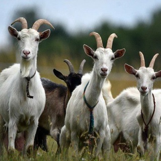 Telegram Channel logo hwytuyp_x1jhmwqy. Free Telegram Channel Analytics