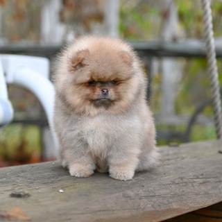 Логотип Телеграм канала . Бесплатная аналитика Telegram каналов